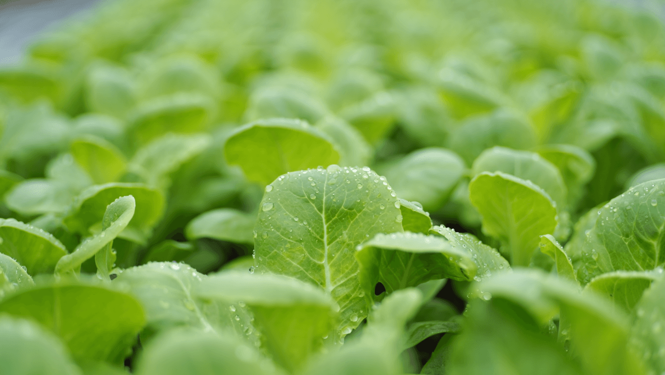Grower testimonial